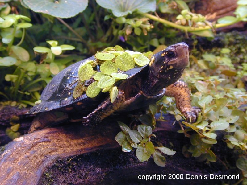 Clemmys guttata18-Spotted Turtle-by Dennis Desmond.jpg