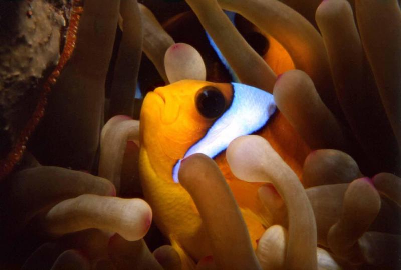 Clown1-clownfish in sea anemone-by Mossion Sebastien.jpg