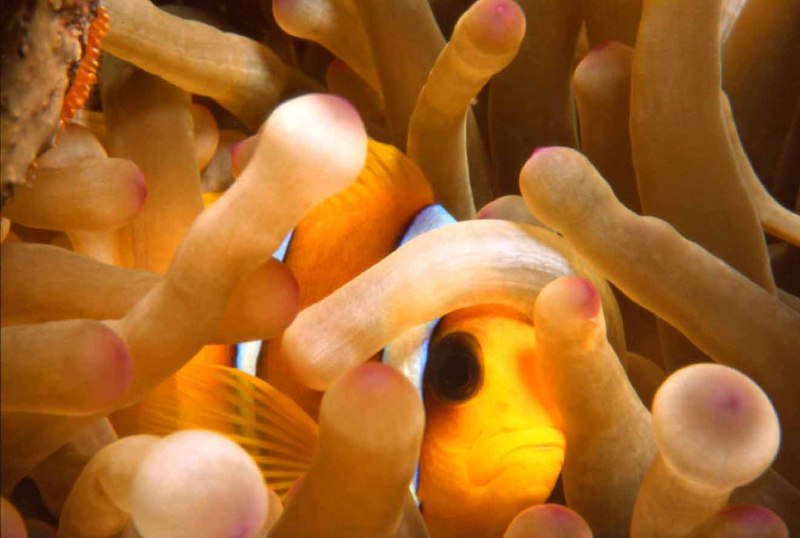Clown2 1-clownfish in sea anemone-by Mossion Sebastien.jpg