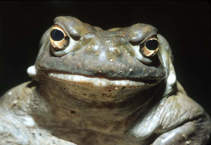 Colorado River Toad1-by Shirley Curtis.jpg