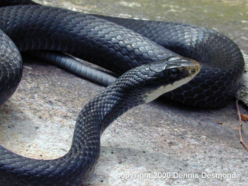 Coluber c constrictor33-Northern Black Racer Snake-by Dennis Desmond.jpg