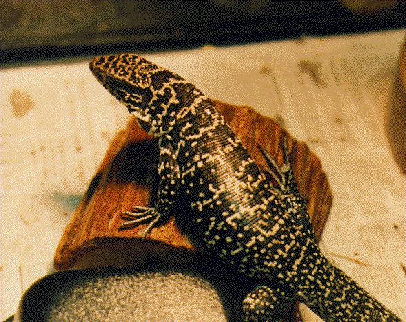 Common Tegu Lizard-Bubba-by Sean Eric Fagan.jpg