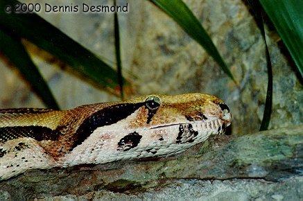 Constrictor constrictor03-Common or Red-tailed Boa-by Dennis Desmond.jpg