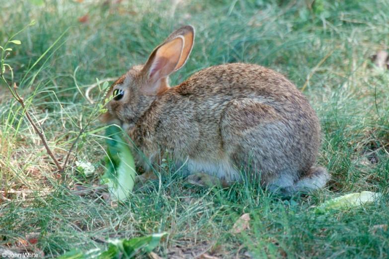 Cotton Tail-Eastern Cottontail Rabbit-by John White.jpg