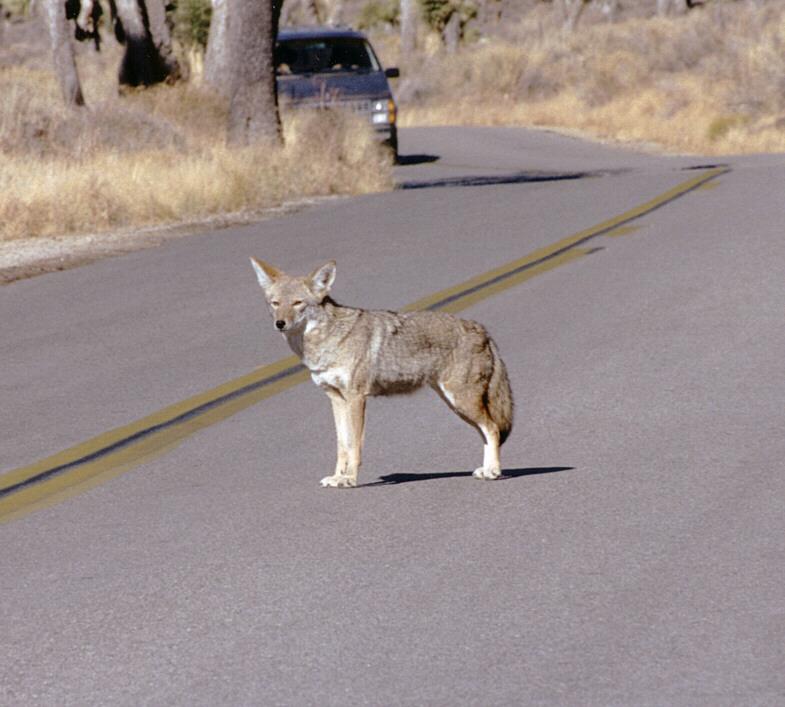 Coyote001-standing on the road-by Ralf Schmode.jpg
