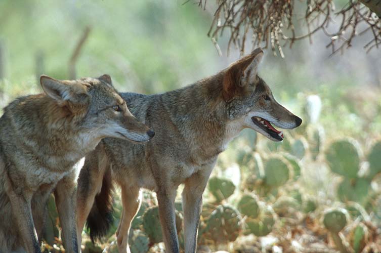 Coyotes-by Shirley Curtis.jpg