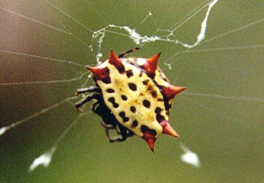 Crablike Spiny Orb Weaver-spider1-by Gerry Mantha.jpg