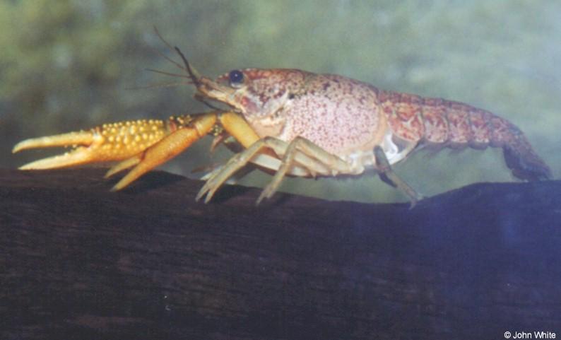 Crayfish-by John White.jpg