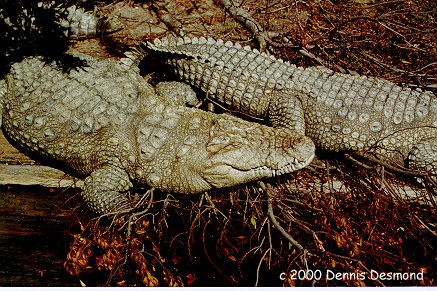 Crocodylus acutus02-American Crocodiles-by Dennis Desmond.jpg
