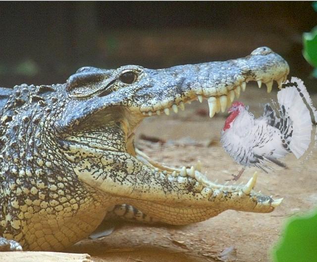 Crocsgivinglr-Crocodile and Turkey-by John White.jpg