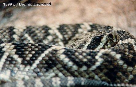 Crotalus adamanteus01-Eastern Diamondback Rattlesnake-by Dennis Desmond.jpg