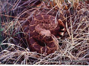 Crotalus atrox02-Western Diamondback Rattlesnake-by Dennis Desmond.jpg