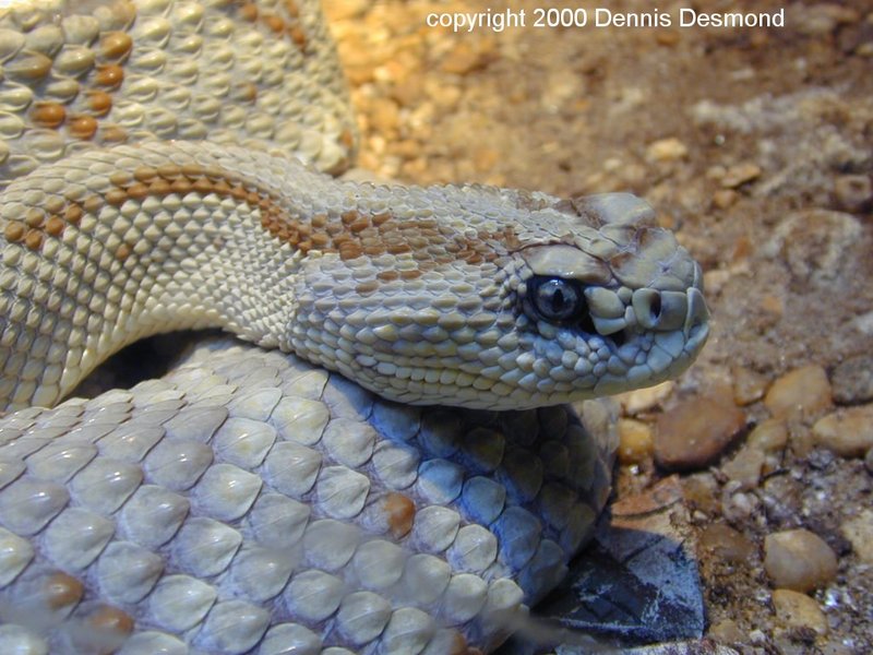 Crotalus d tzabcan05-Yucatan Neotropical Rattlesnake-by Dennis Desmond.jpg