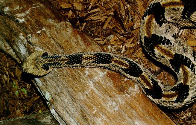 Crotalus h atricaudatus05-Canebrake Timber Rattlesnake-by Dennis Desmond.jpg