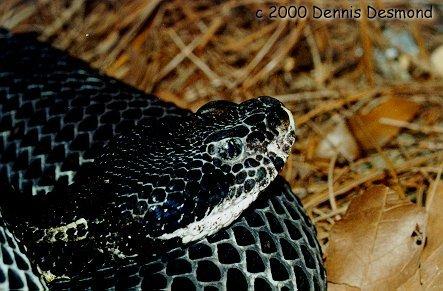 Crotalus h horridus08-Dark Phase Timber Rattlesnake-by Dennis Desmond.jpg