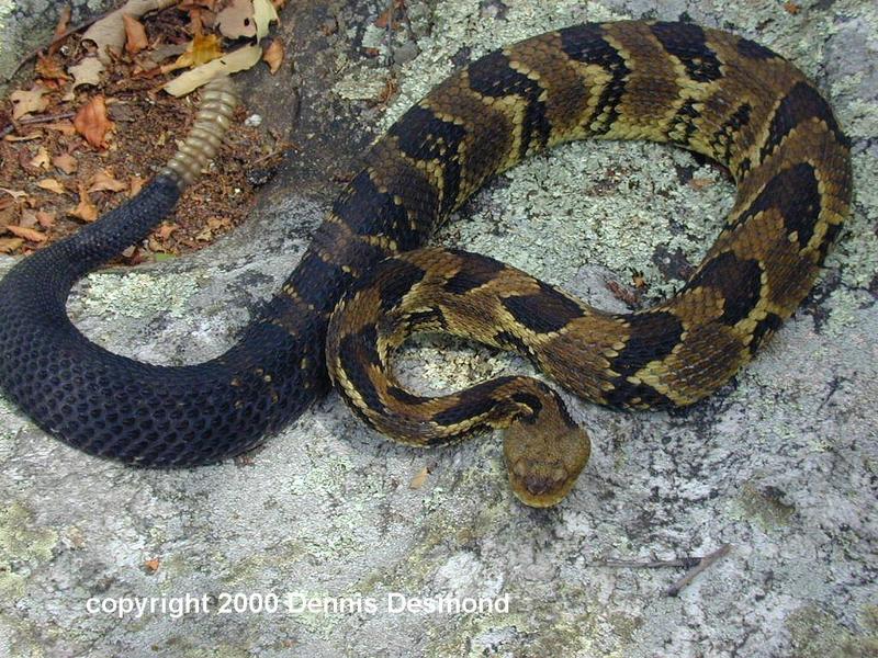 Crotalus h horridus16-Timber Rattlesnake yellow phase-by Dennis Desmond.jpg