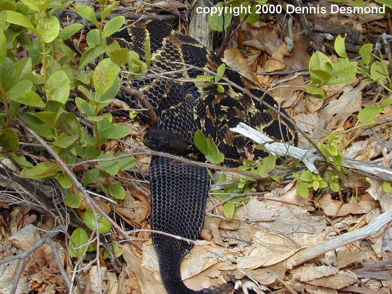 Crotalus h horridus19-Timber Rattlesnake black phase-by Dennis Desmond.jpg