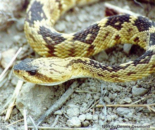 Crotalus m molossus02-Black-tailed Rattlesnake-by Dennis Desmond.jpg