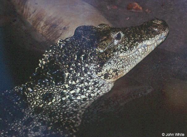 Cuban Crocodile 3-face closeup-John White.jpg