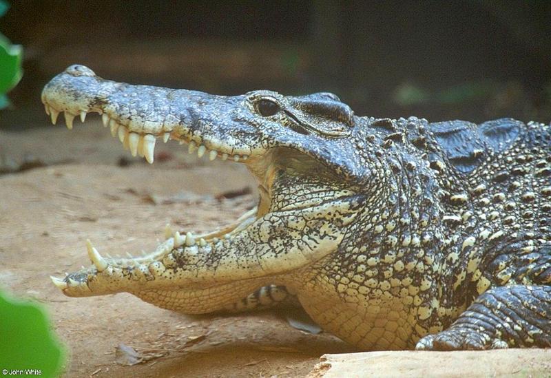 Cuban Crocodile close up-by John White.jpg