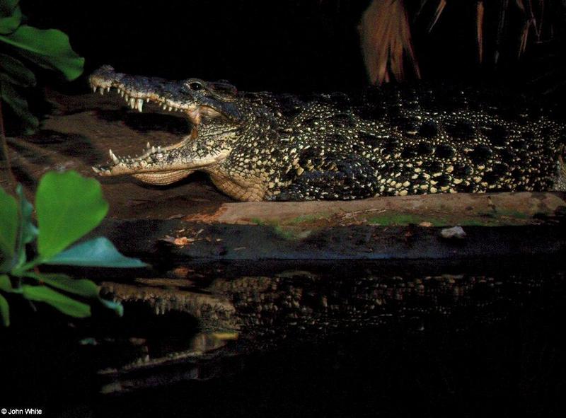 Cuban Crocodile with mouth open-by John White.jpg
