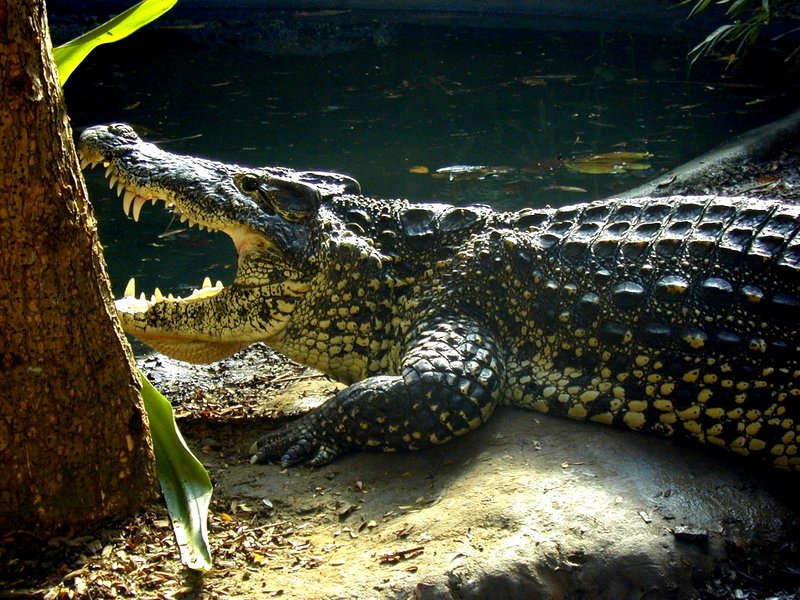 Cuban crocodile lg-by Dennis Desmond.jpg