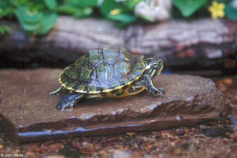 Cumberland slider Turtle  Trachemys scripta troosti 0001-by John White.jpg