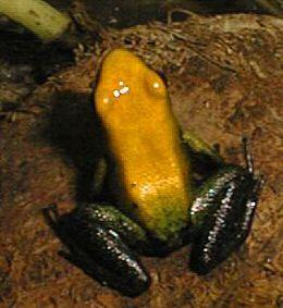 Dendrobates bicolor-Golden Poison Dart Frog-by Michael Shrom.jpg