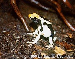 Dendrobates tinctorius10-Dyeing Poison Dart Frog-by Dennis Desmond.jpg
