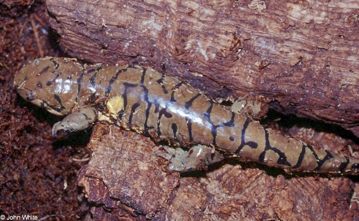 Eastern Tiger Salamander  Ambystoma tigrinum tigrinum  1-John White.jpg