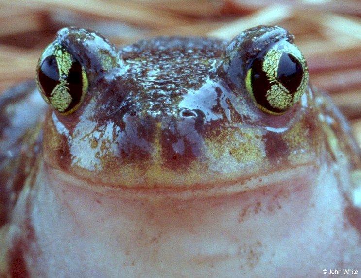 Eastern spadefoot toad close-uplr-by John White.jpg