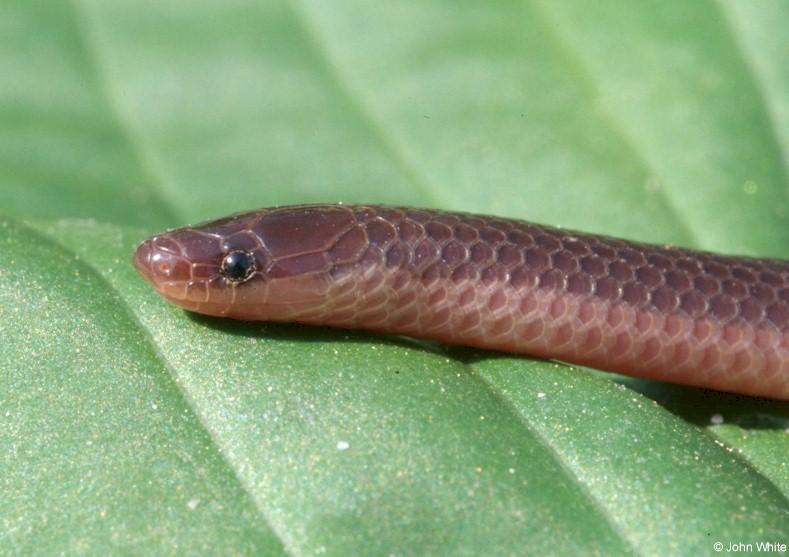Eastern worm snake face02-by John White.jpg