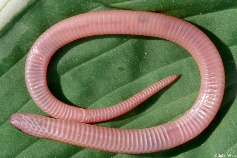 Eastern worm snake venter01-by John White.jpg