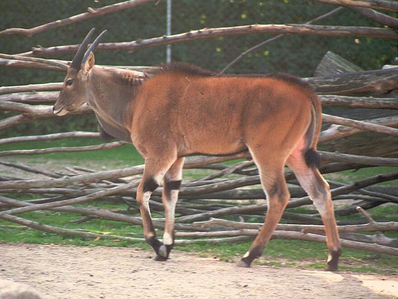 Eland002-Giant Eland Antelope-juvenile male-by Ralf Schmode.jpg