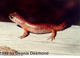 Ensatina eschscholtzii picta01-Painted Ensatina Salamander-by Dennis Desmond.jpg