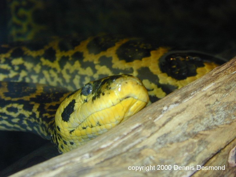 Eunectes notaeus02-Yellow Anaconda-by Dennis Desmond.jpg