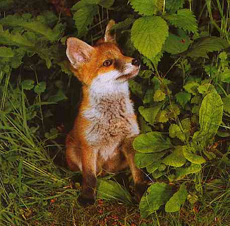 Euroepan Red Fox-from-Netherland-TR-by Trudie Waltman.jpg