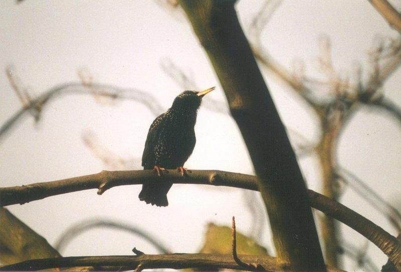 European Common starling2-by MKramer.jpg