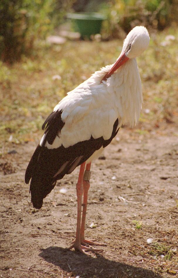 European White stork001-feathering-Frankfurt Zoo-by Ralf Schmode.jpg
