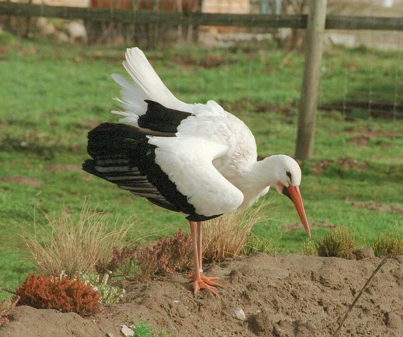 European White stork002-by Ralf Schmode.jpg