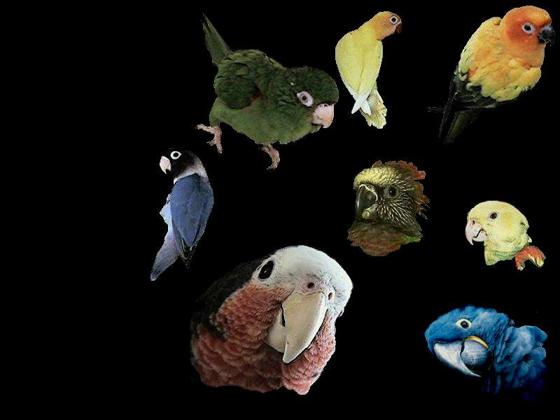 Exotics-Parrots and Conures-by Danny Delgado.jpg
