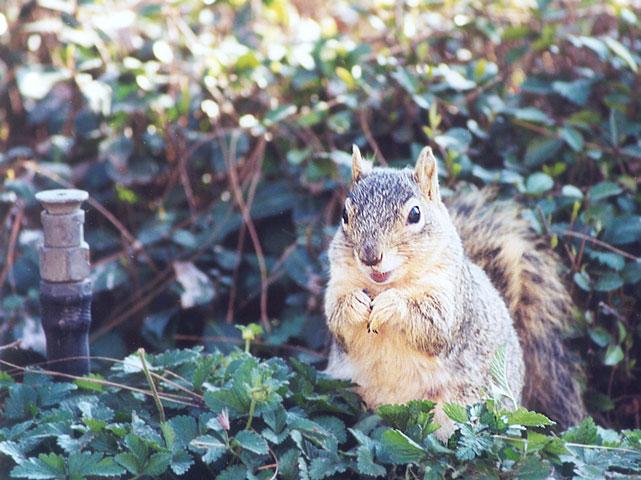 Febng01-Fox Squirrel-by Gregg Elovich.jpg
