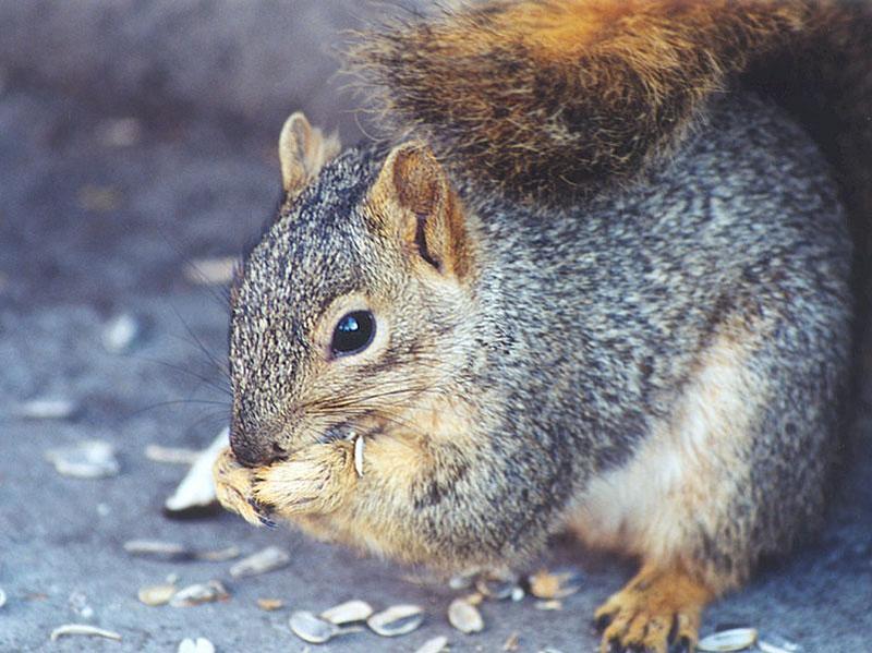 Febng03-Fox Squirrel-by Gregg Elovich.jpg