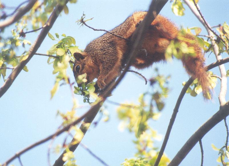 Febng04-Fox Squirrel-by Gregg Elovich.jpg
