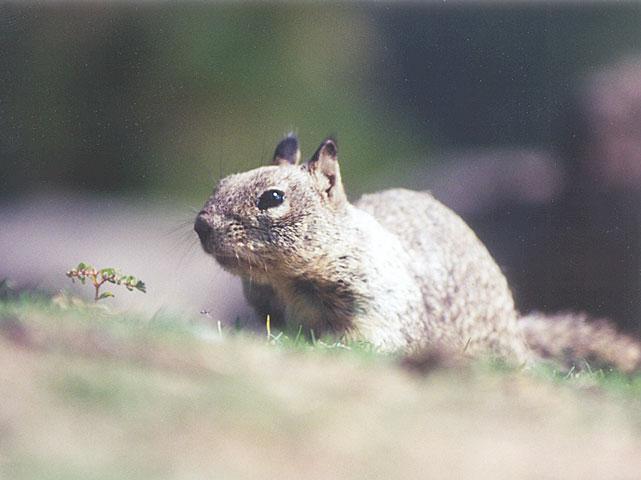 Febng06-California Ground Squirrel-by Gregg Elovich.jpg
