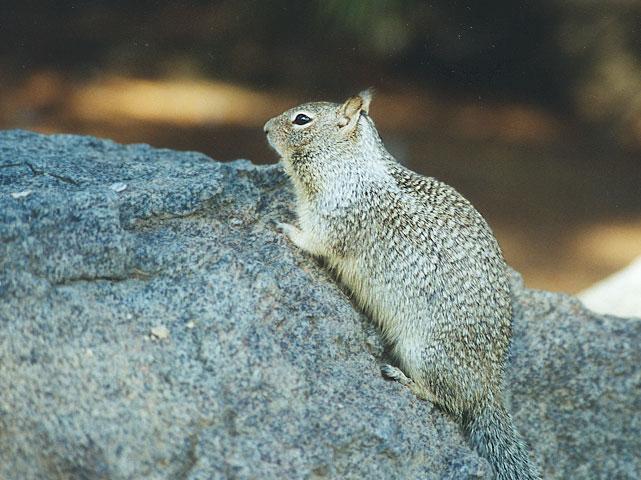 Febng07-California Ground Squirrel-by Gregg Elovich.jpg