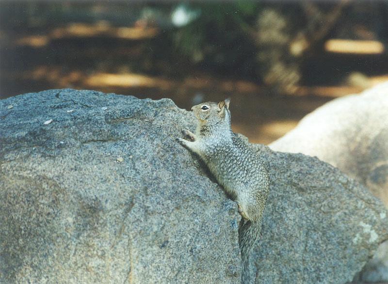Febng08-California Ground Squirrel-by Gregg Elovich.jpg