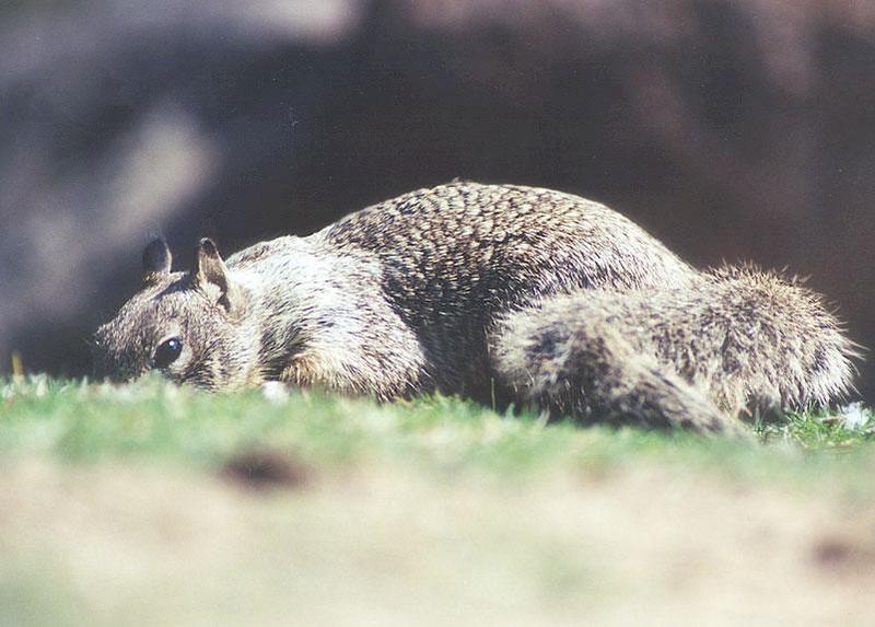 Febng09-California Ground Squirrel-by Gregg Elovich.jpg
