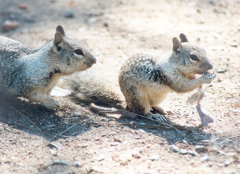 Febng10-California Ground Squirrel-by Gregg Elovich.jpg