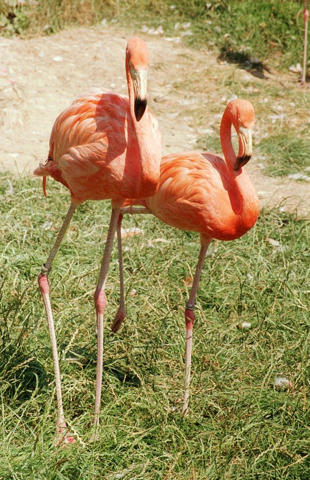 Flamingoes001-by Ralf Schmode.jpg